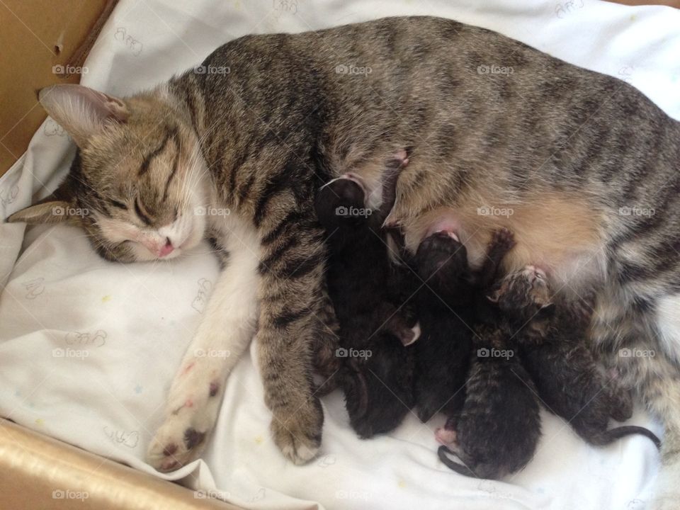 Adorable kittens and their mom.