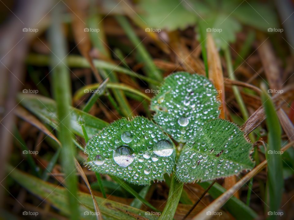 Macro shot of water drops on leaf