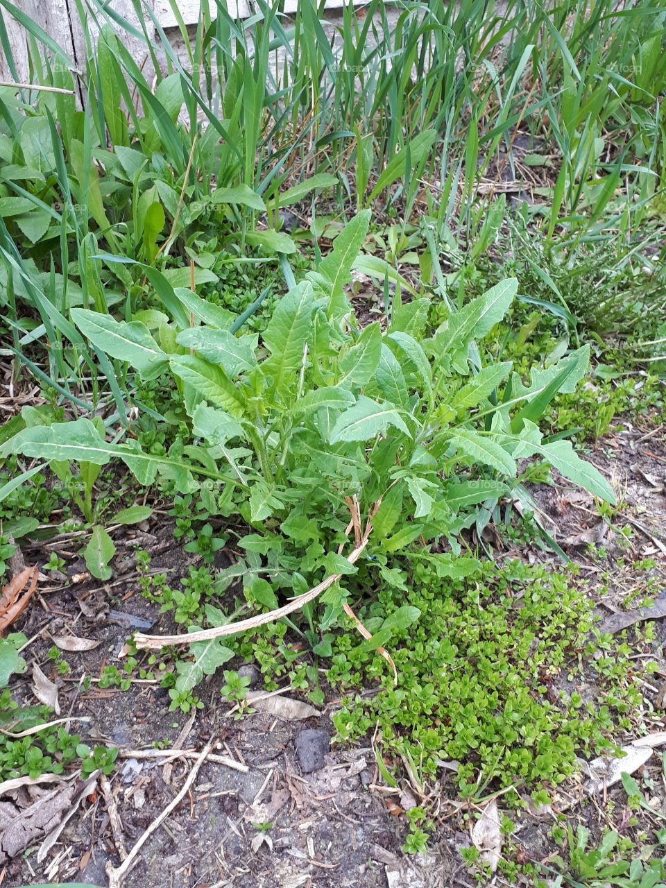 Dandelion plant without flowers