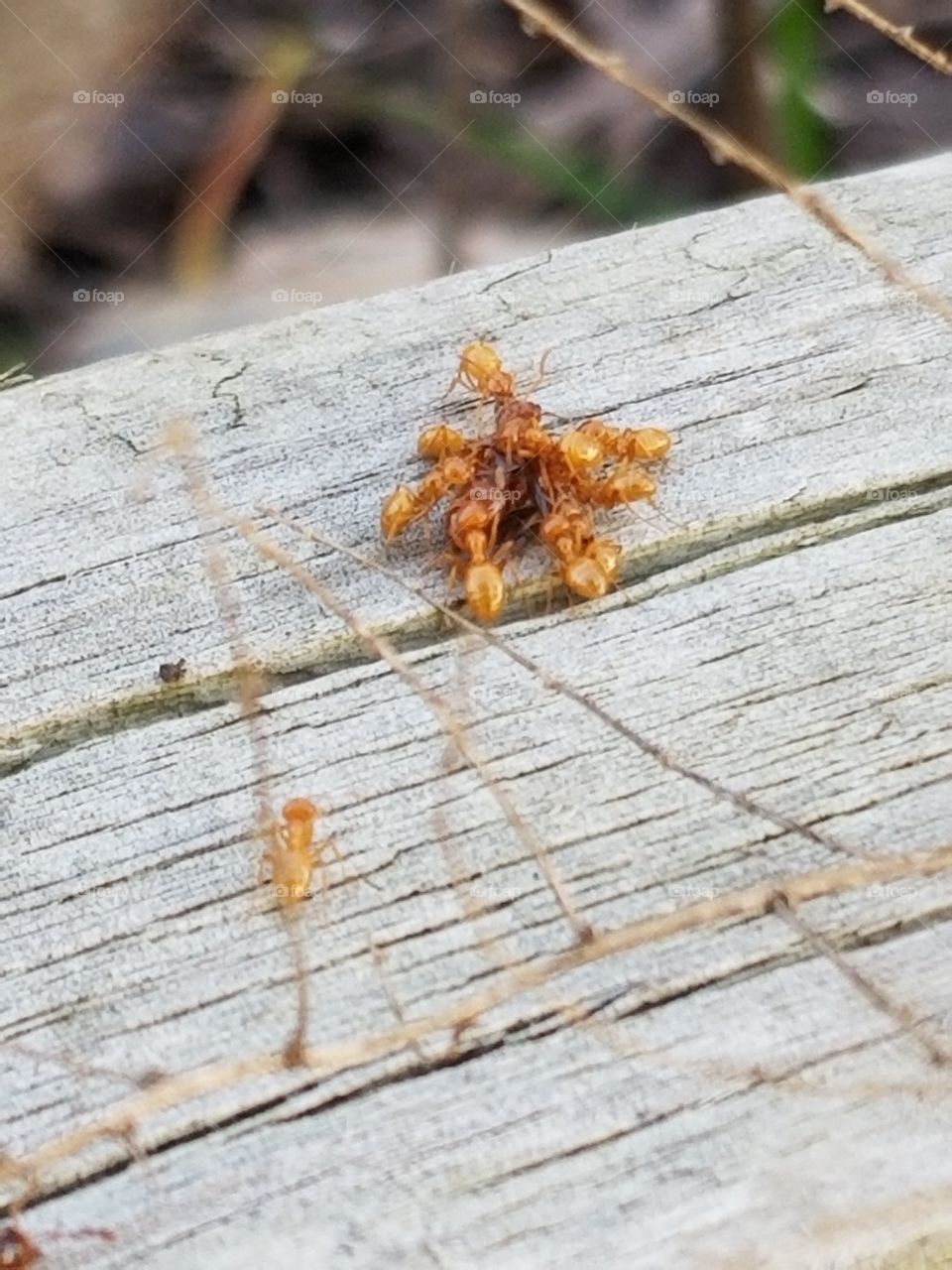 Bright orange ants feasting on a winged black ant.