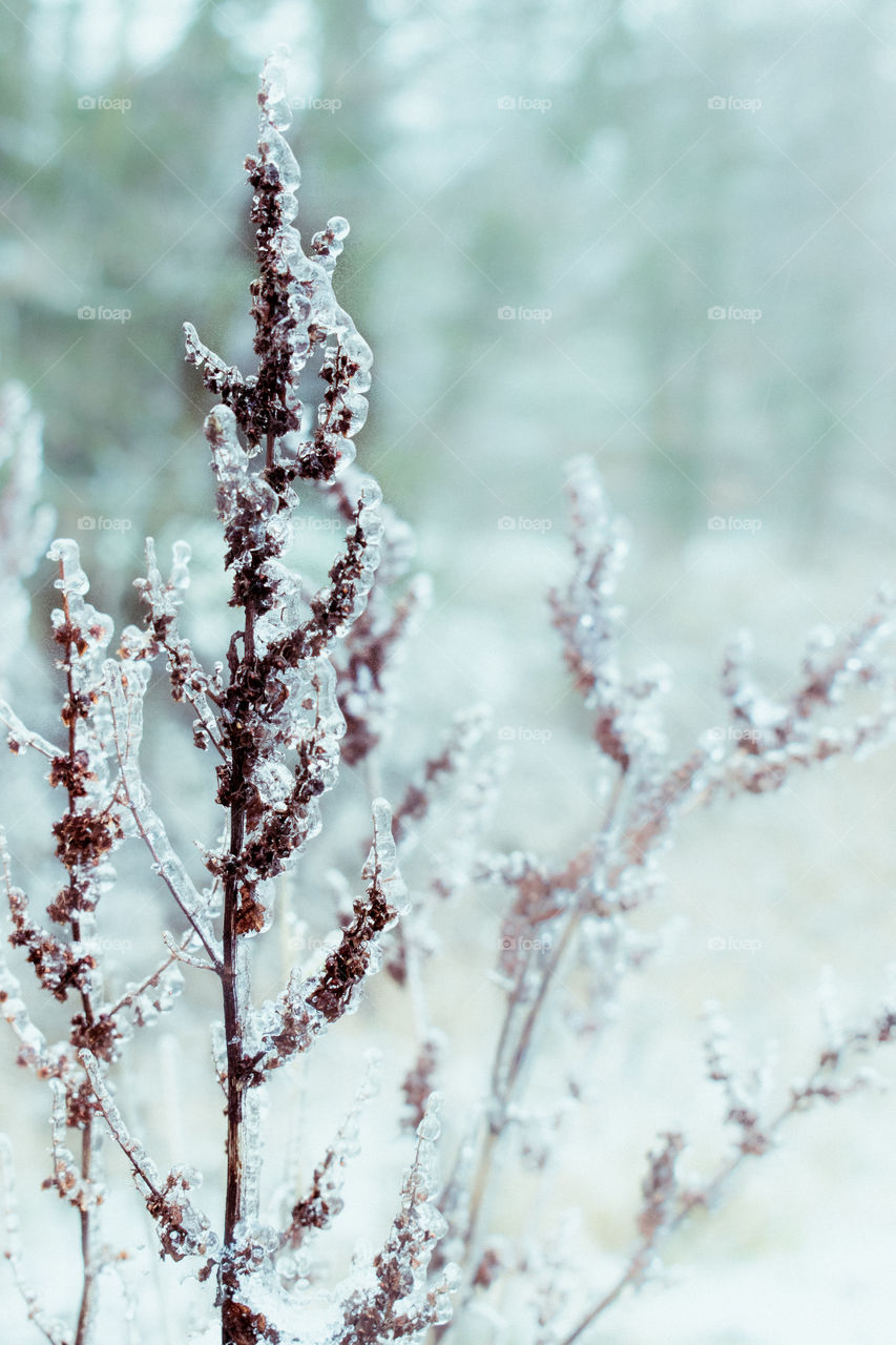 Frozen plant during winter