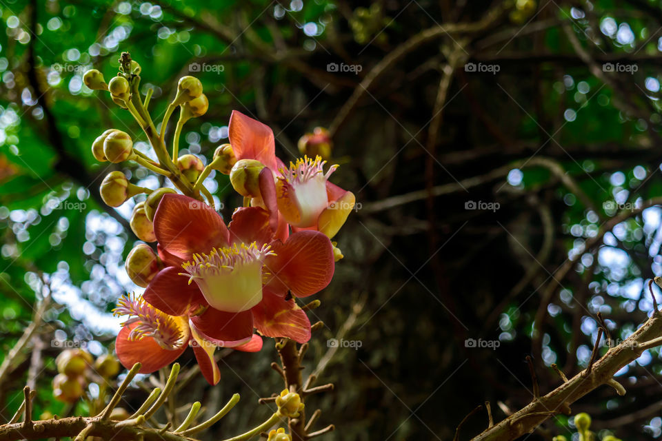 Colorful flowers and its buds captured in sunny summer day, selective focus
