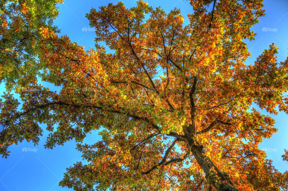 Low angle view of autumn tree