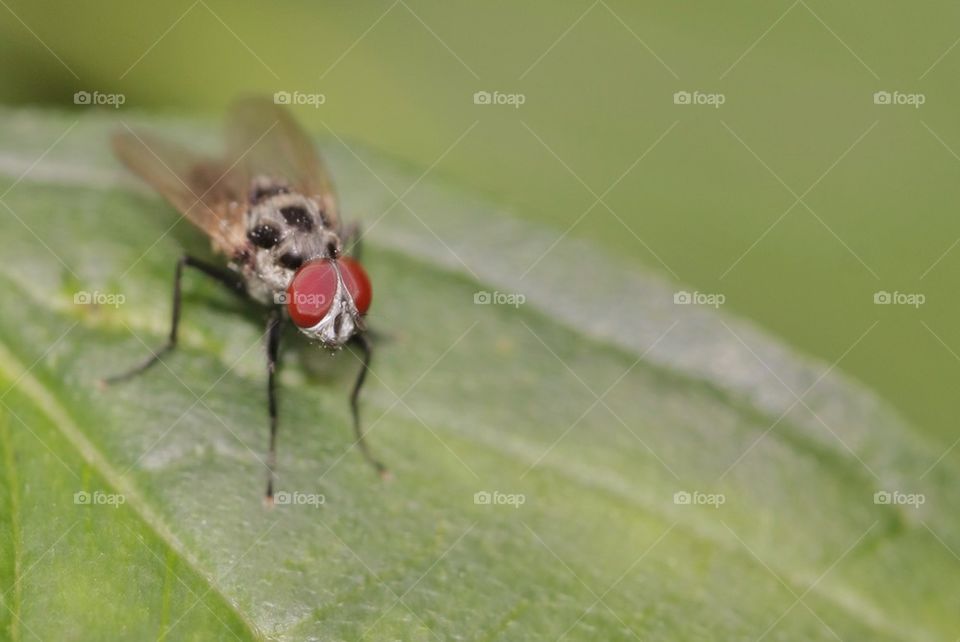 Fly on green leaf