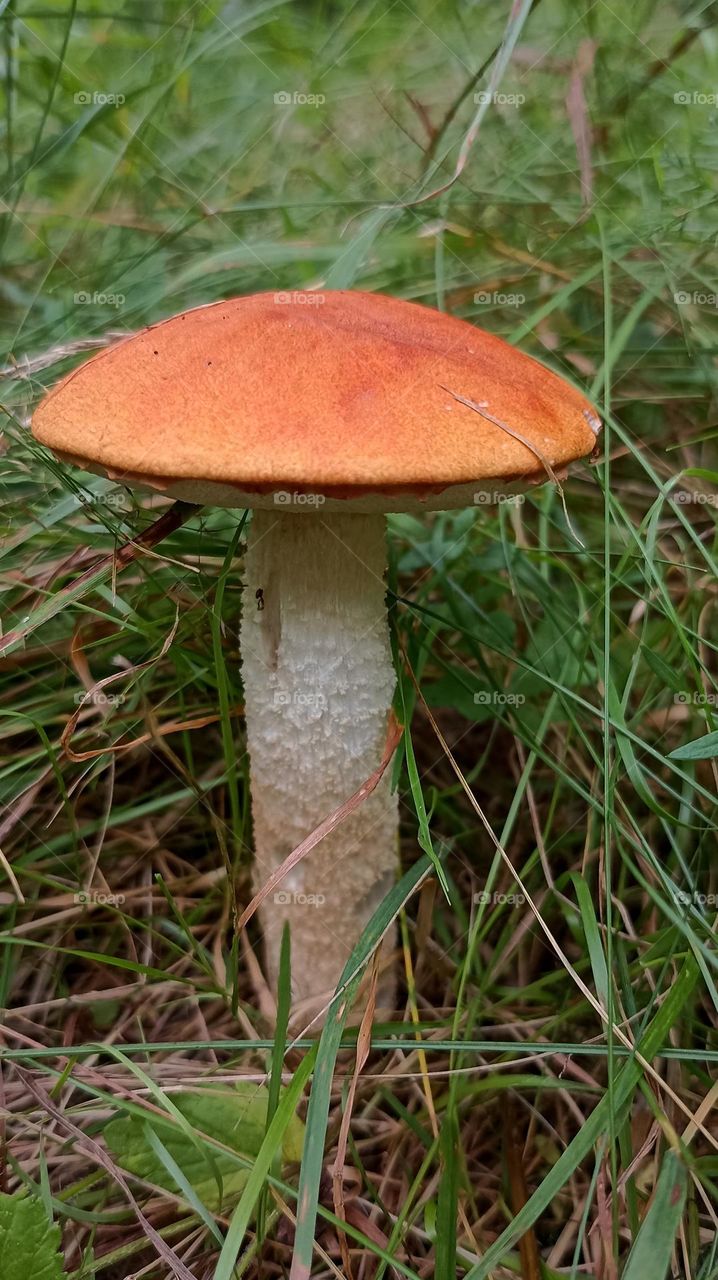 boletus orange cap growing in green grass in the forest