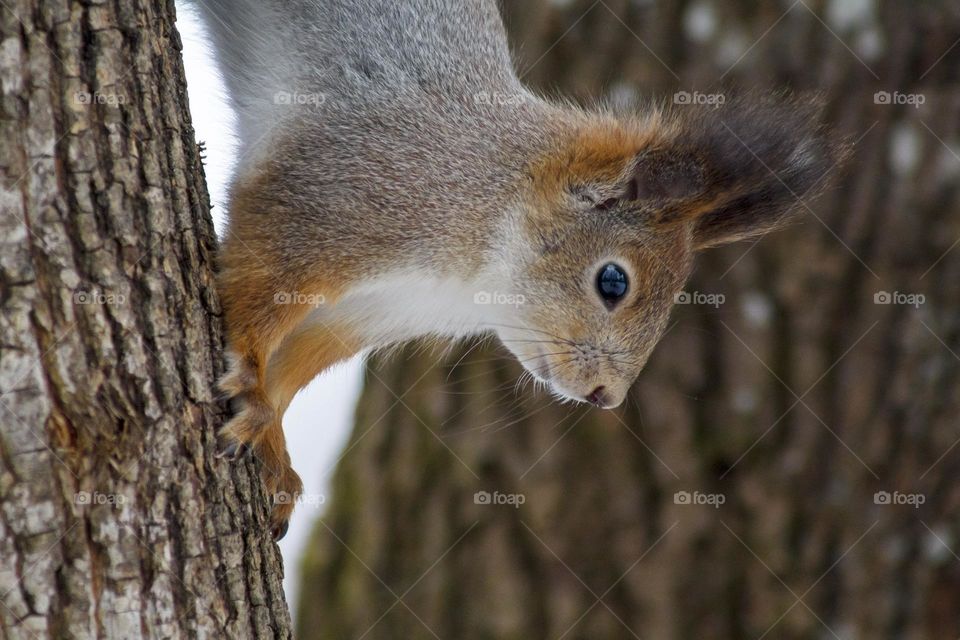 Squirrel