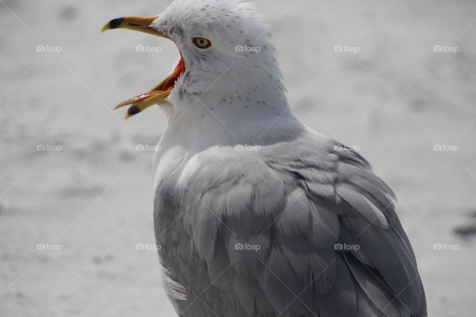 Open wide! This is a Ring-Billed Gull chatting it up with me on the beach. 