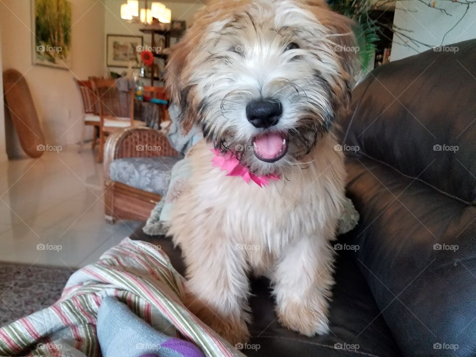 my cute pup, miss Shelby the wheaten 😍