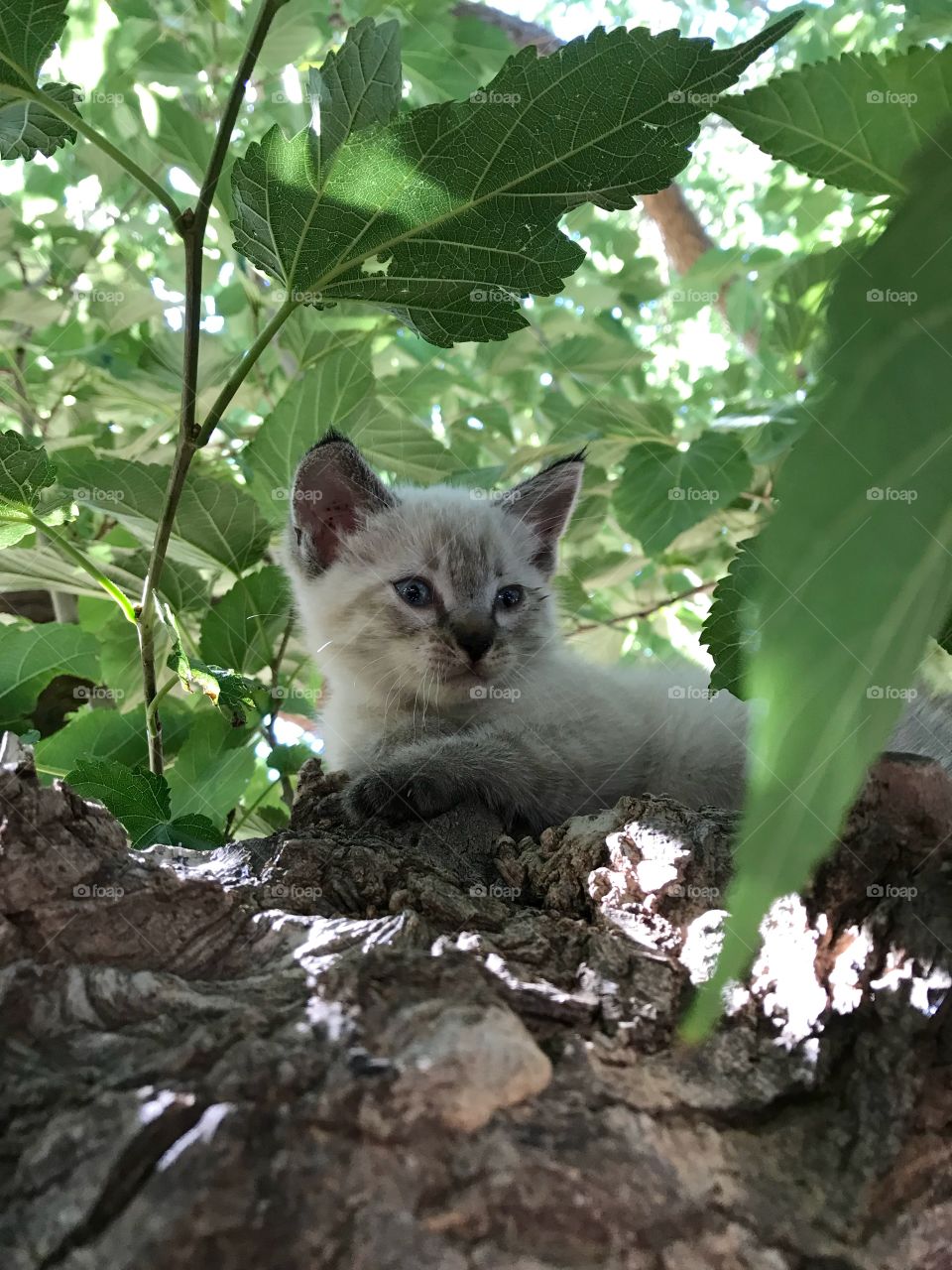 Kitten in a tree