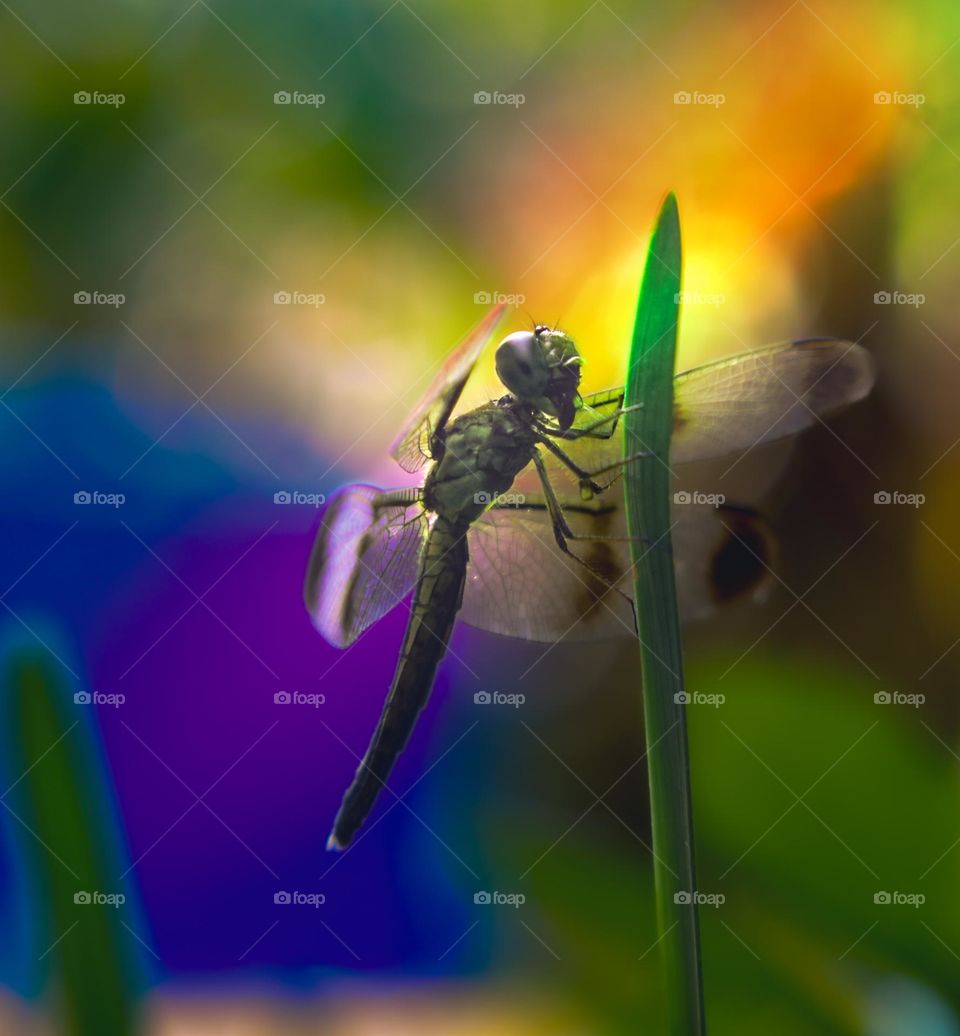 golden yellowish dragon fly resting on a plant against dramatic bokeh coloured light
