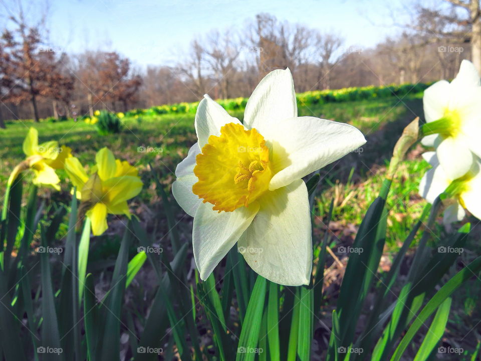 Spring dafodi