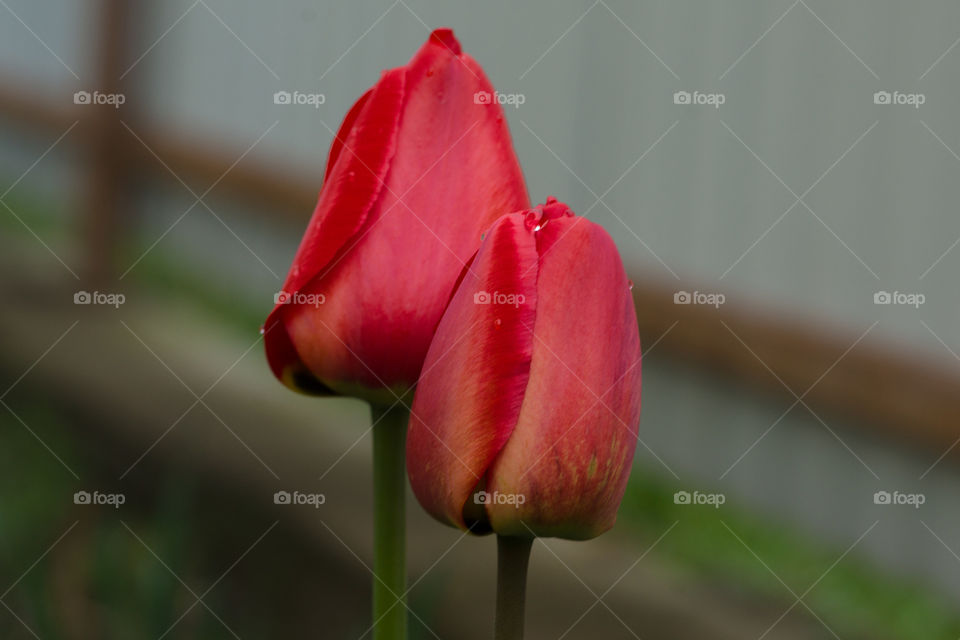 Tulips