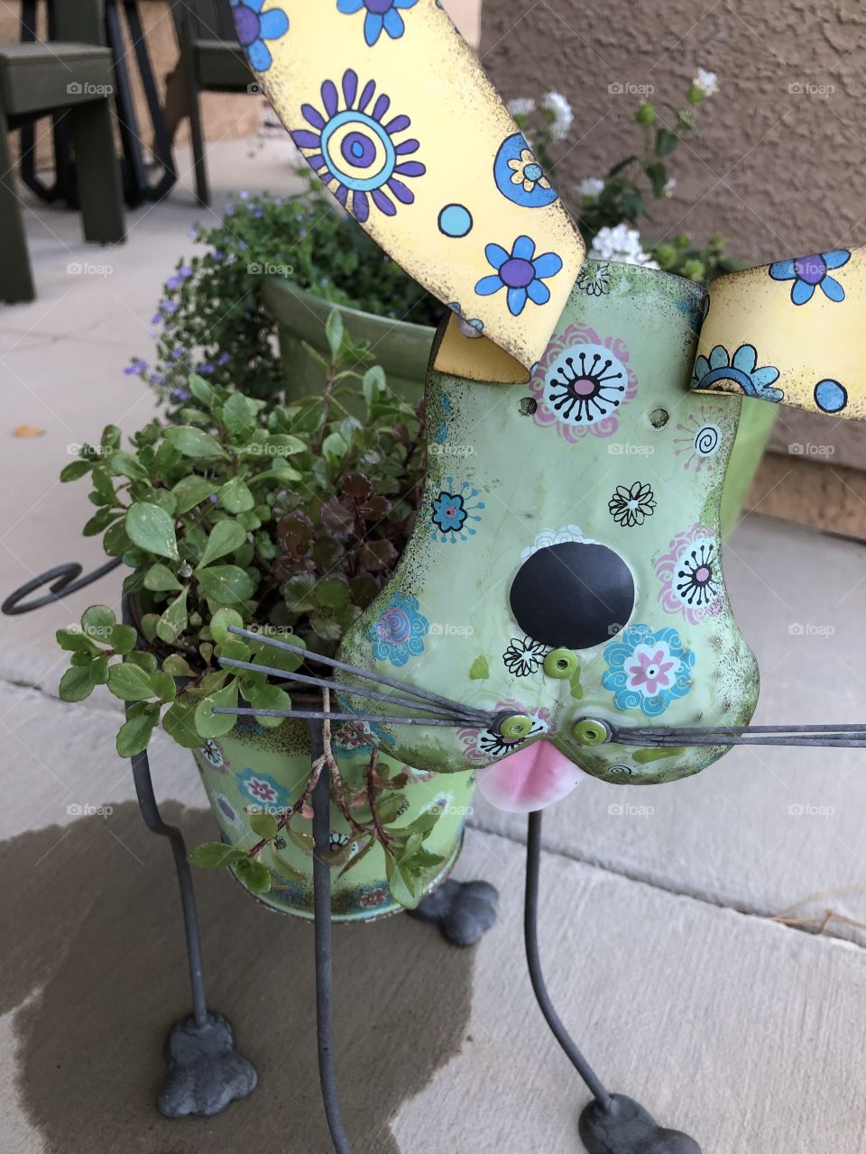 Silly dog planter with sedum plant trailing down sides. 