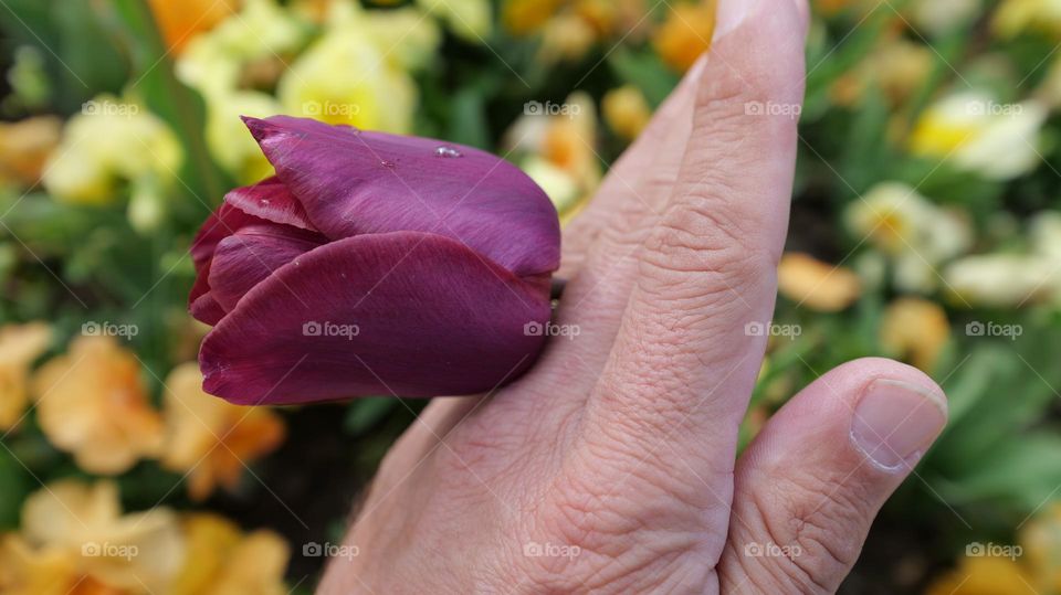 Tulip in hand