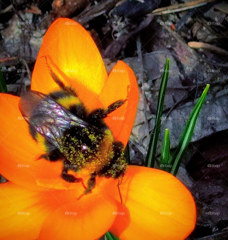 Nature. Bumblebee on a yellow Crocus. The bumblebee's wings are covered with yellow pollen.