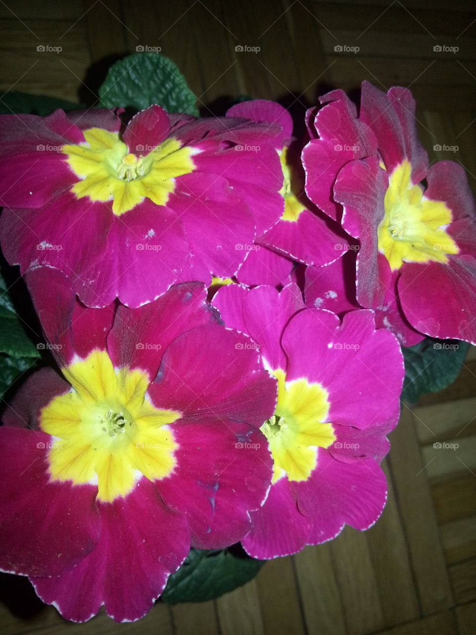 Primula flowers