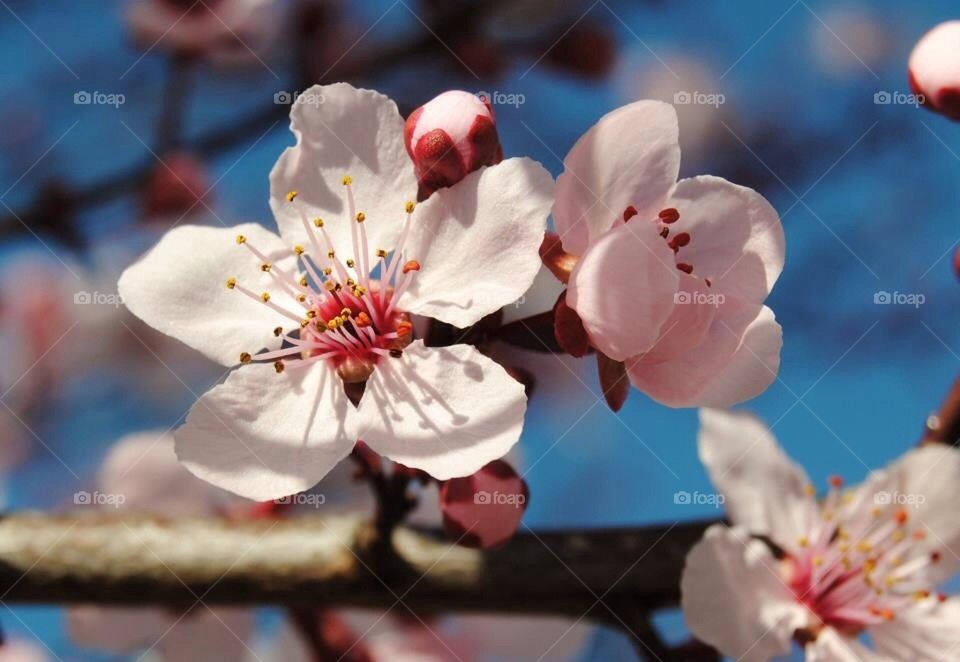 Blossom