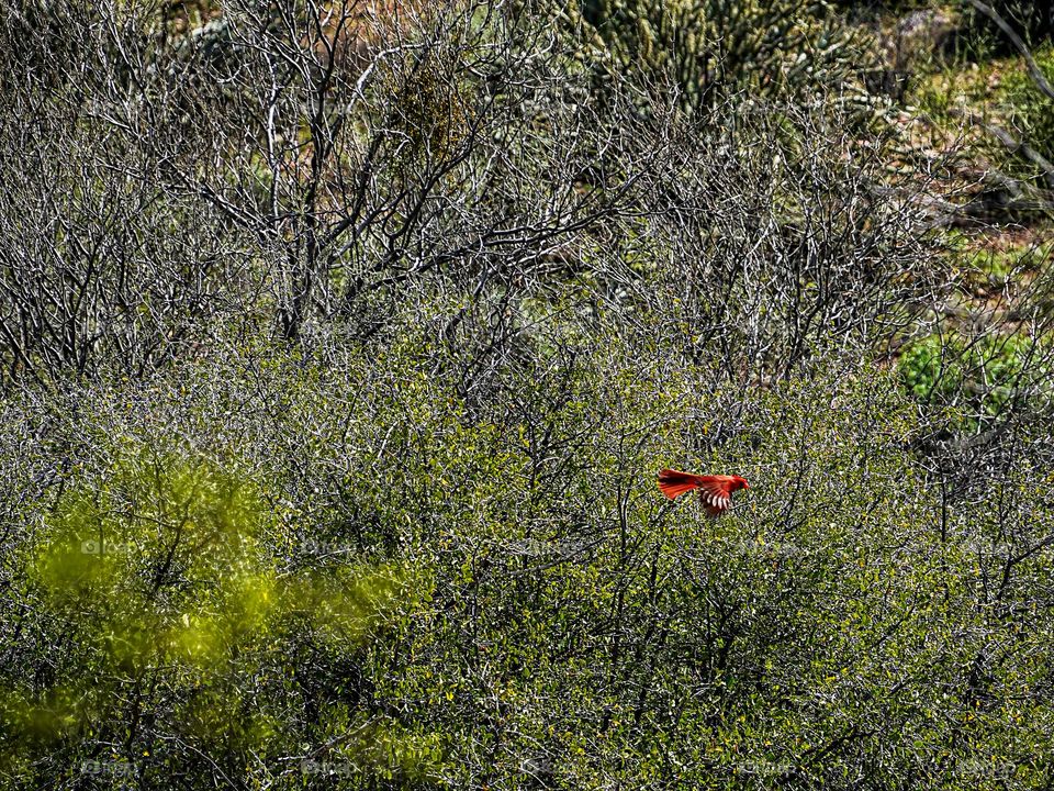 A cardinal flies from desert shrub in the Arizona desert near Phoenix