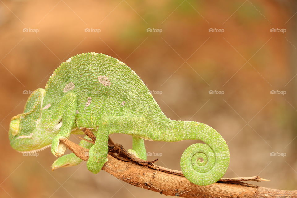 Cathing a lizard in my camera