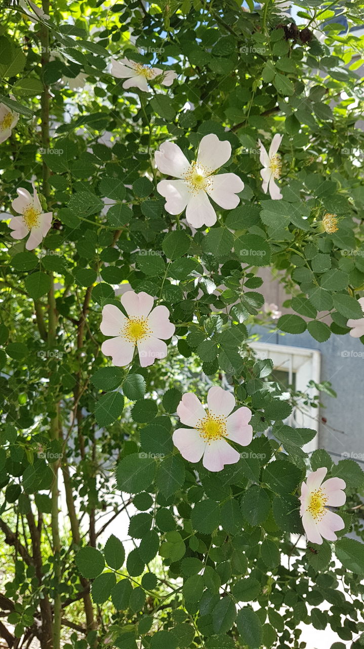 branch of dog rose flowers