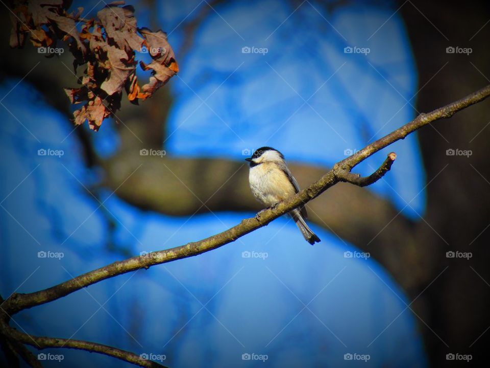 black capped chick
