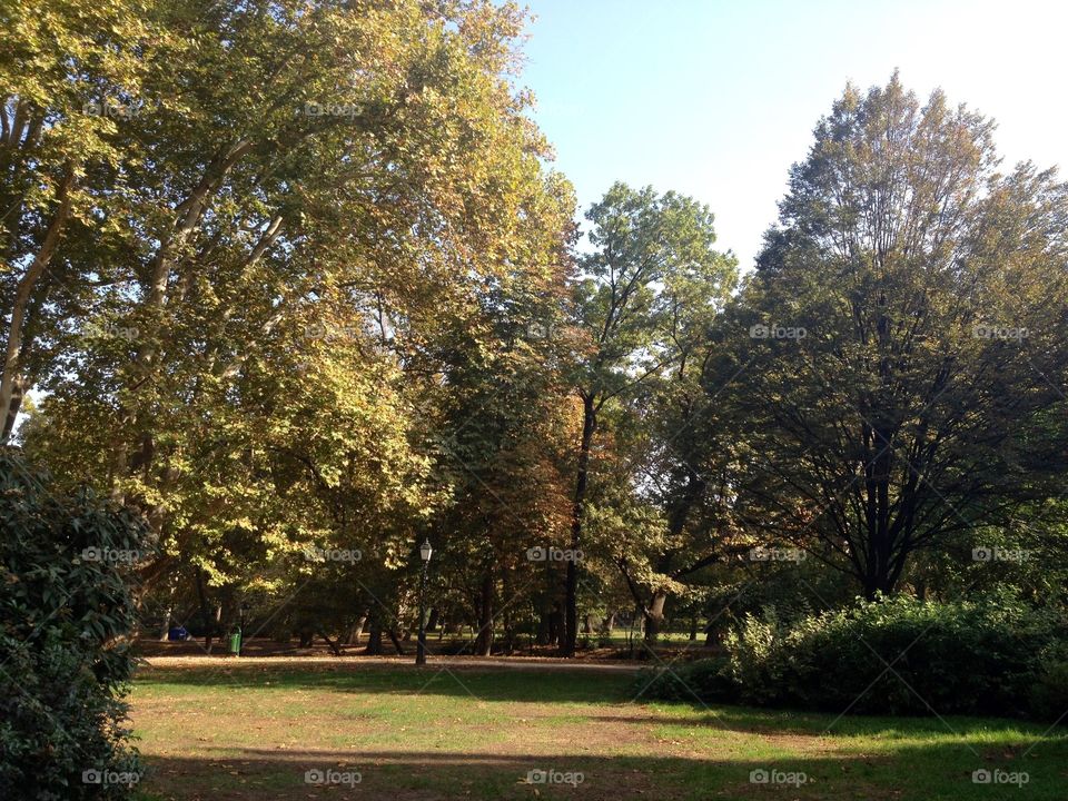 Autumn in the park