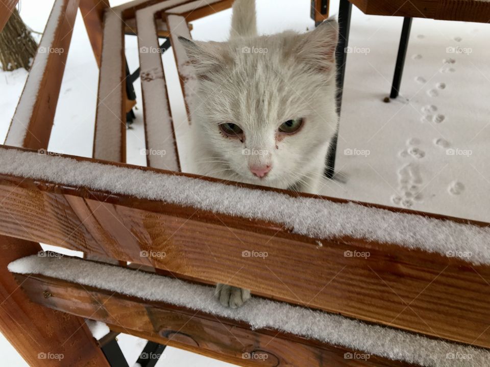 A cat sitting on snowy bench