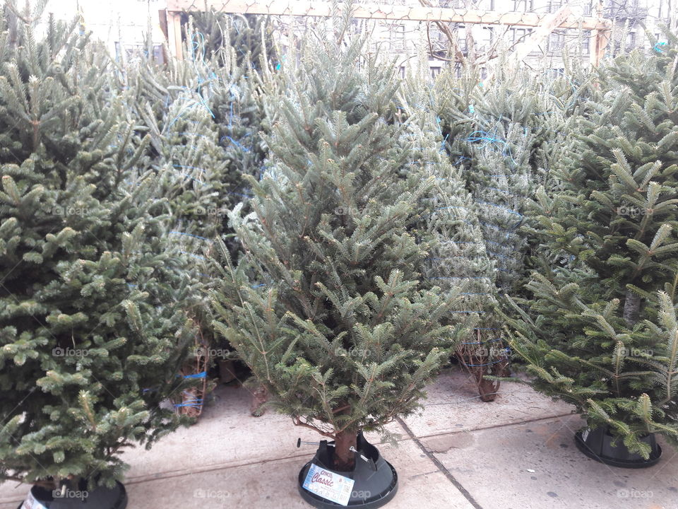 View of christmas tree