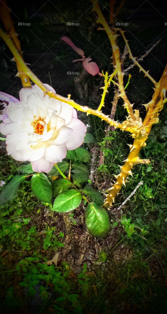 Alba Maxima Rose, known as Wild Roses. So beautiful!