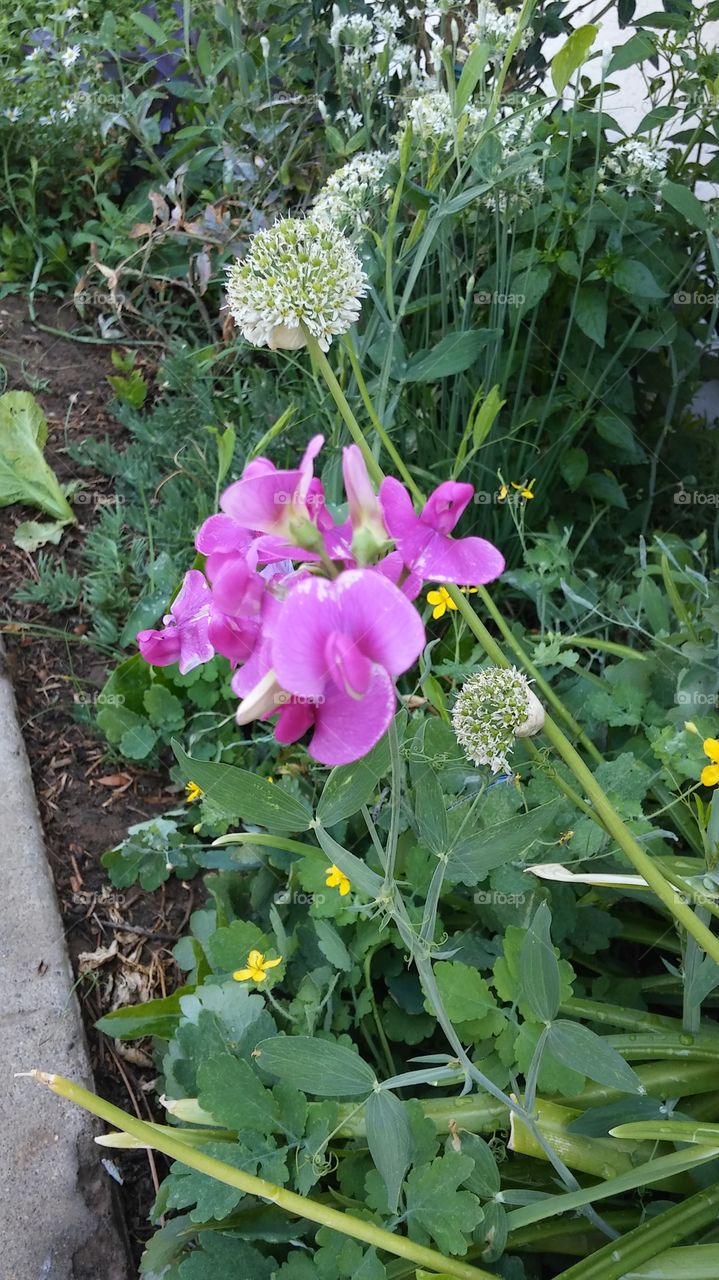 flowers of a homemade garden