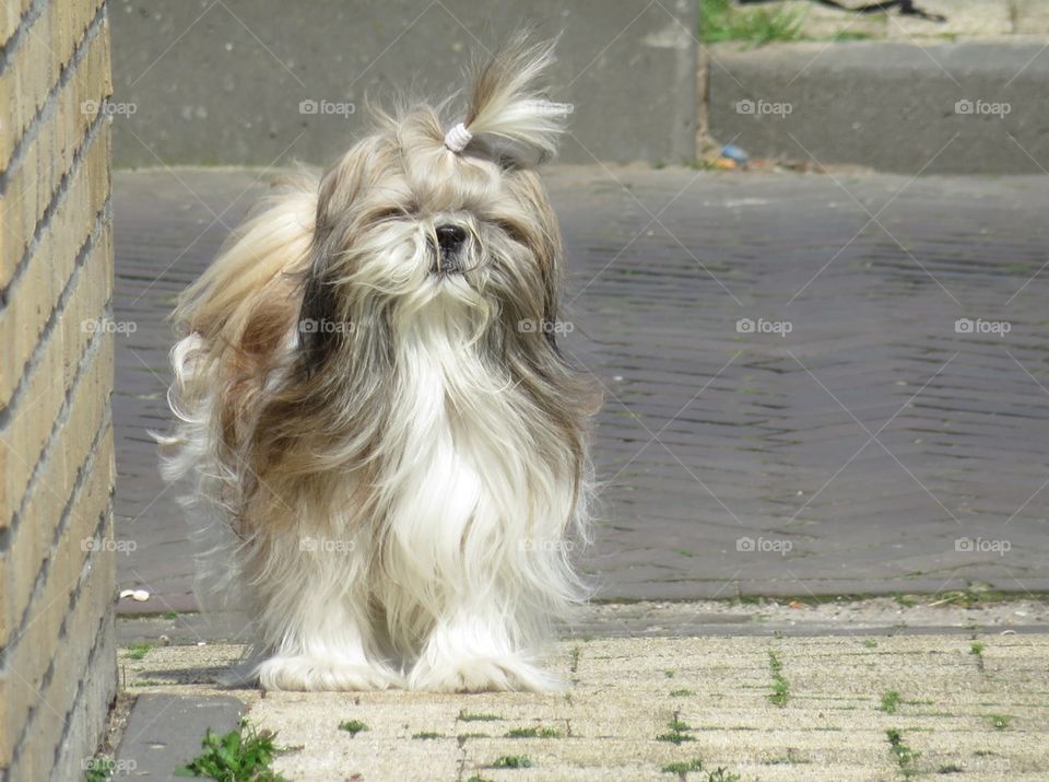 Portrait of a dog