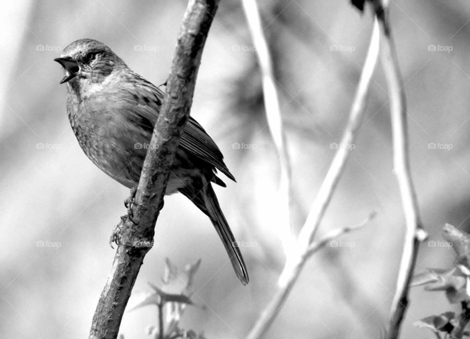 Bird, Wildlife, Nature, Animal, Sparrow