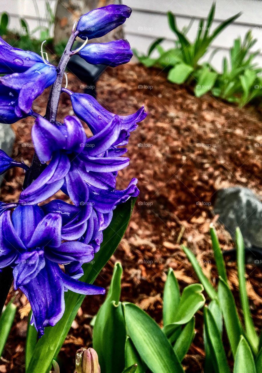 Spring in Purple