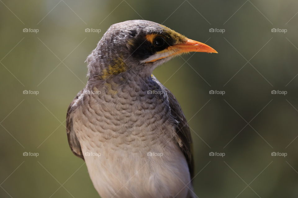 Noisy Miner Bird of South Australia closeup side profile