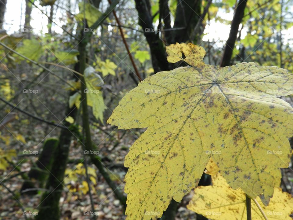 yellow fall leaves