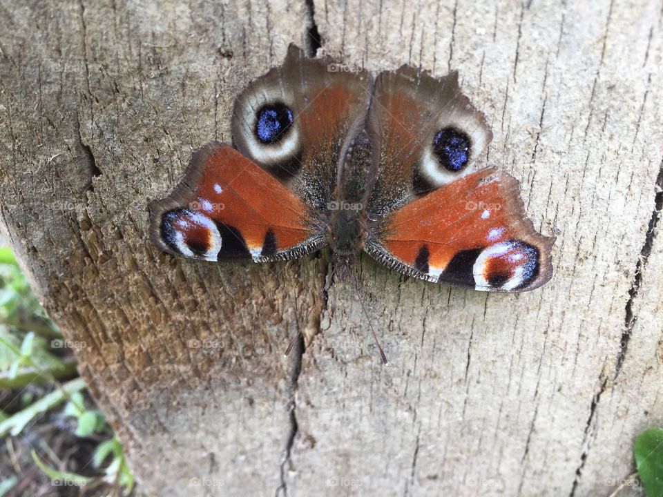 Schmetterling, Fliegen, Pfauenauge, Natur, Garten, Wildnis 