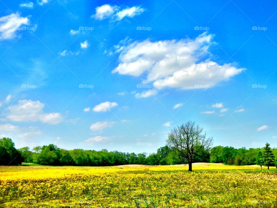 Beautiful spring day in Indiana 