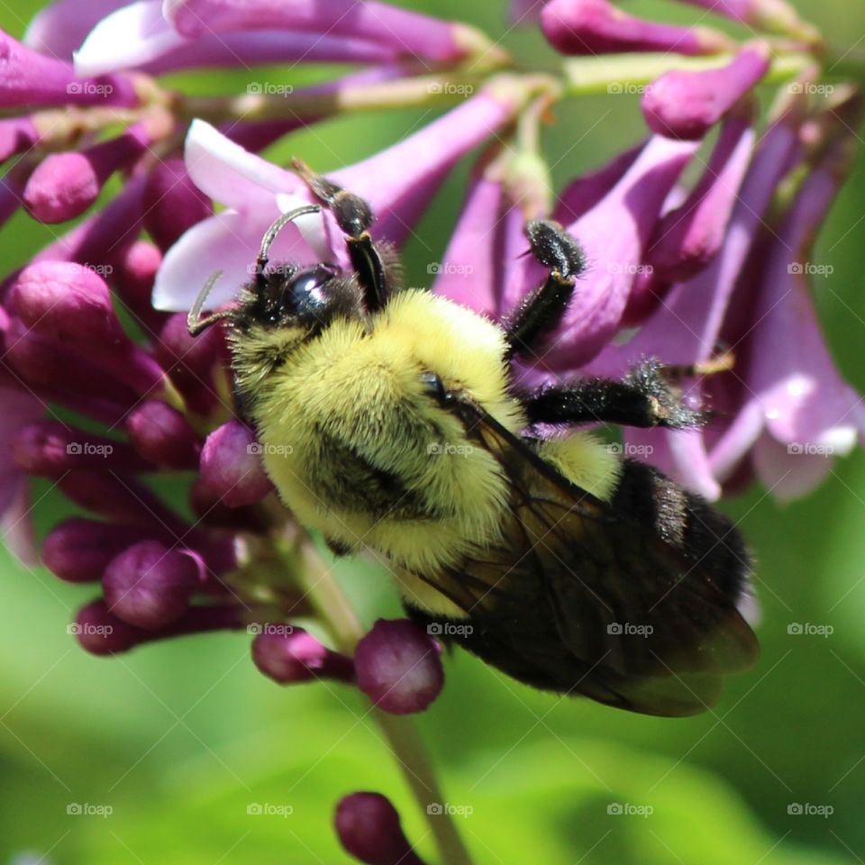 Furry Bumble bee pollinating sone pink lilacs