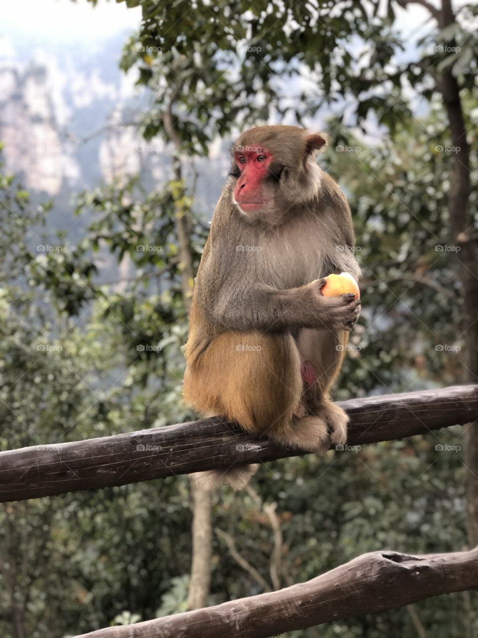 A monkey with an apple 