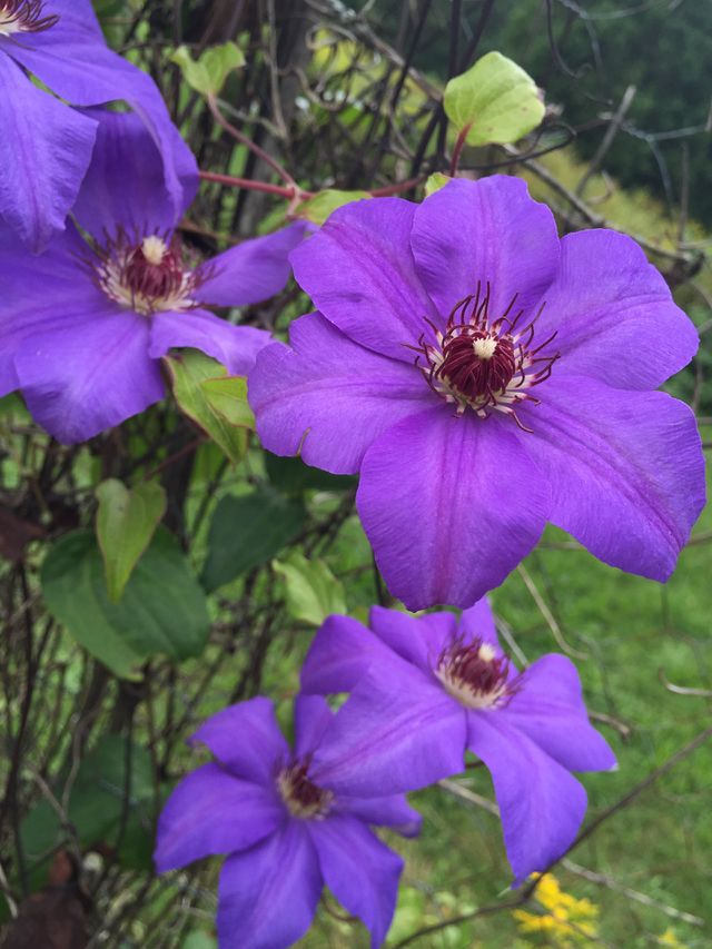 Clematis flower