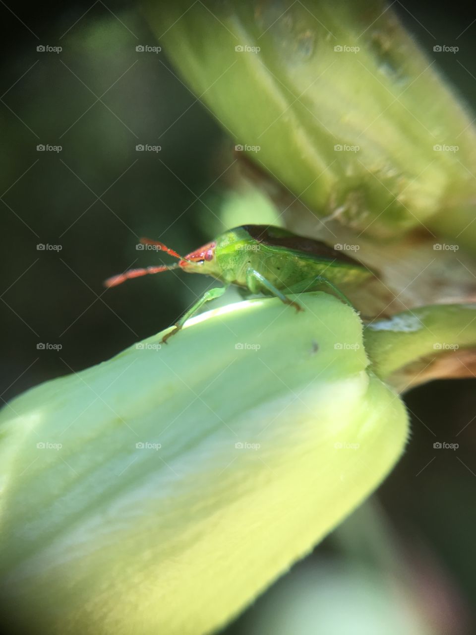 Beetle on yucca