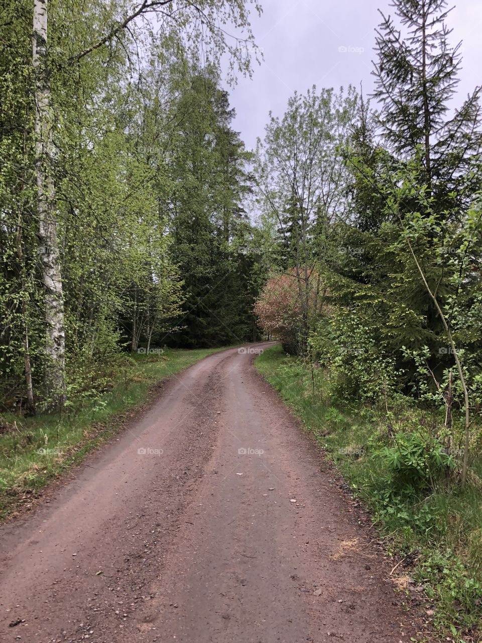 Forest road
