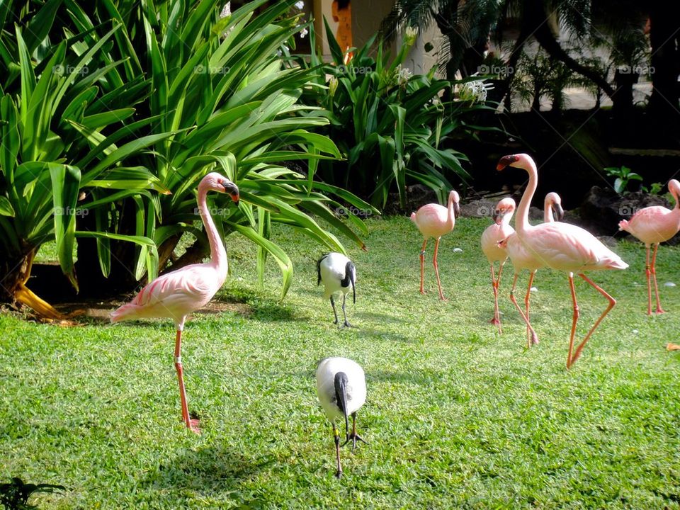 Flamingos on the Beach