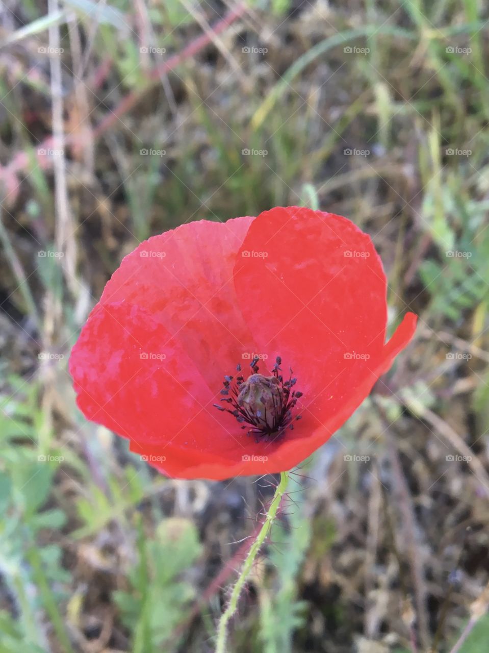 Poppy - red