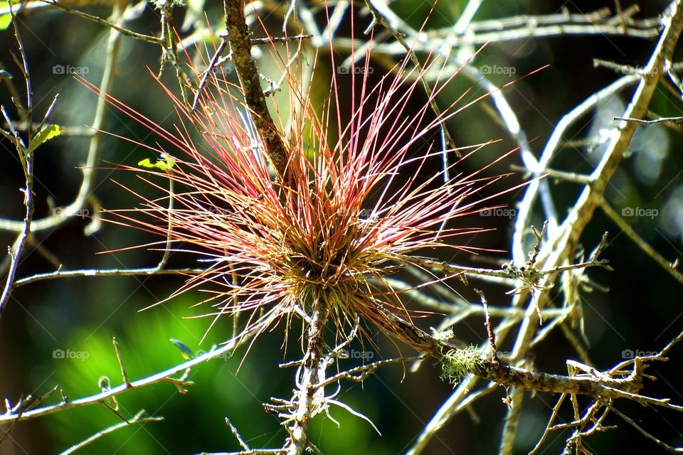 Close-up of air plant