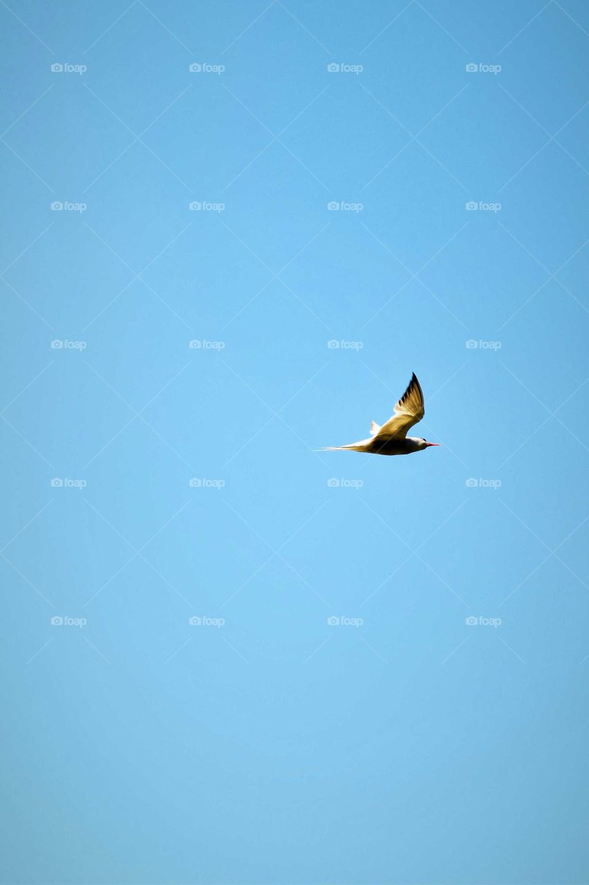 completely stretched bird flying high in empty blue sky