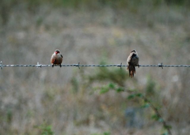 Two birds 