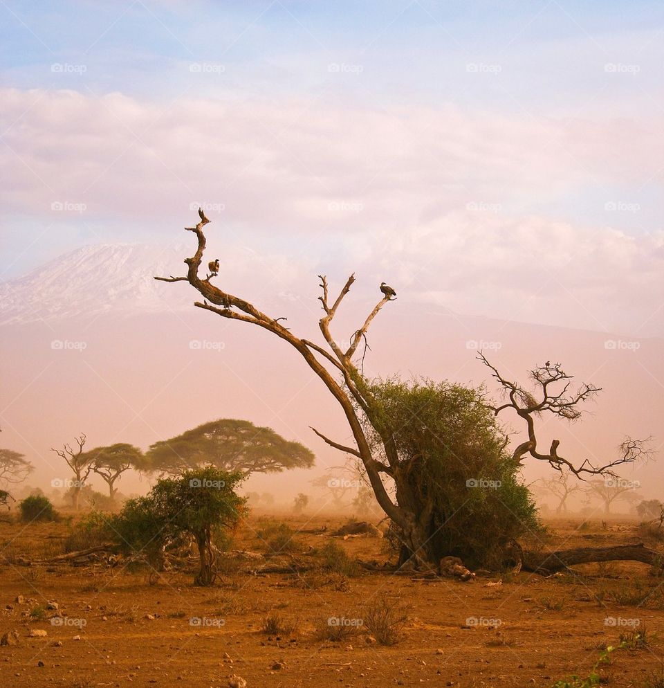 Kilimanjaro 