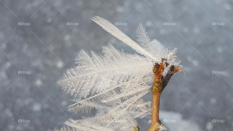 Elevated view of frozen on plant
