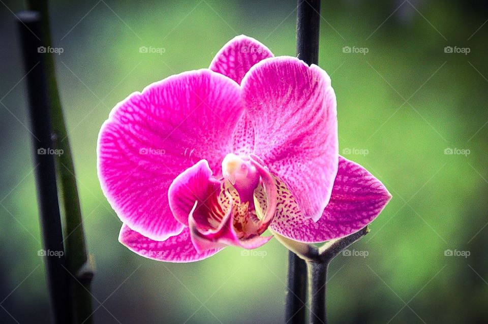 Orchid. Orchid